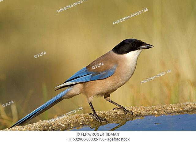 Azure-winged Magpie Cyanopica cyana adult, drinking at pool, Northern Spain, july