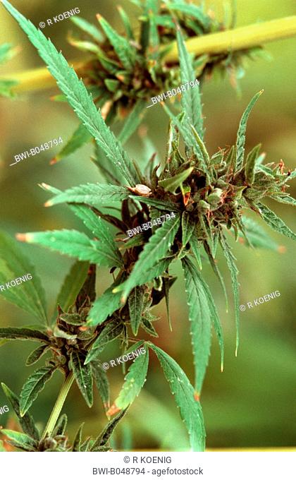 Cannabis sativa subsp. spontanea Cannabis sativa subsp. spontanea, inflorescence of a female plant