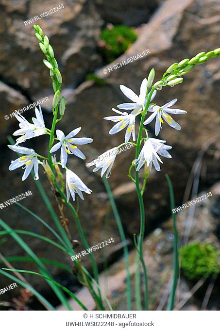 St. Bernard's lily Anthericum liliago, blooming