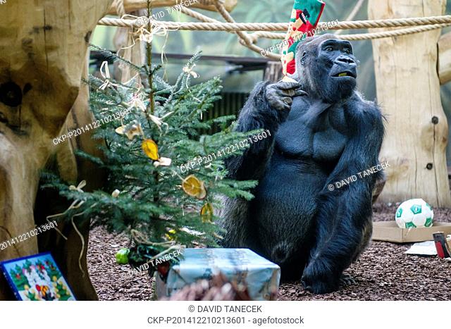 Male gorilla Tadao inspects a Christmas tree surrounded by wrapped gifts in the zoo in Dvur Kralove nad Labem, 146 kilometres east of Prague, Czech Republic