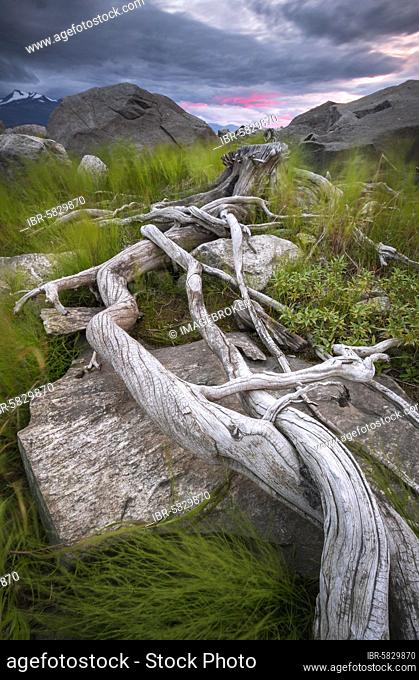 Tree roots on rocky ground, Stora Sjöfallets National Park, Laponia UNESCO protected area, Gällivare, Norrbottens län, Sweden, Europe