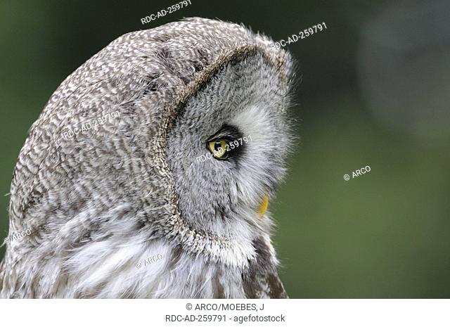 Great Gray Owl Strix nebulosa side profile