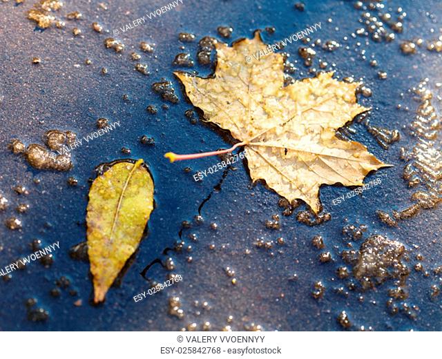 yellow fallen leaves in puddle from melting first snow in autumn
