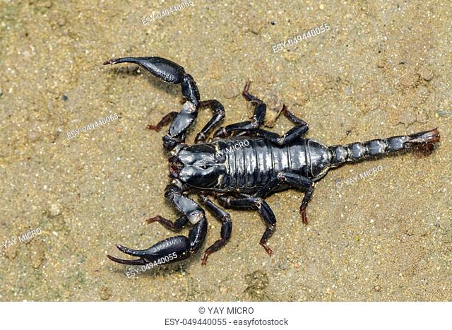 Image of emperor scorpion (Pandinus imperator) on the ground. Insect. Animal