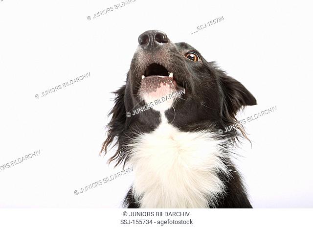 Border Colile dog - portrait