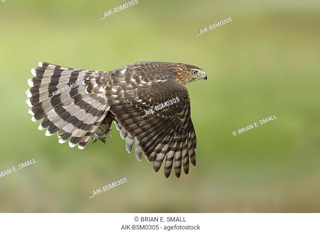 Immature Cooper's Hawk (Accipiter cooperii) in flight over Chambers County, Texas, USA. Seen from the side, flying against a green natural background