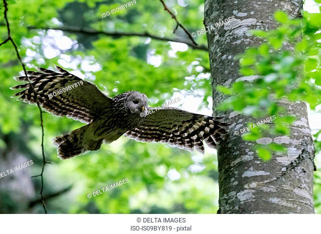 Ural owl (Strix uralensis) in flight, Notranjska forest, Slovenia