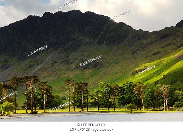 England, Cumbria, Lake District, Dawn light backlighting pine trees at the head of Buttermere lake