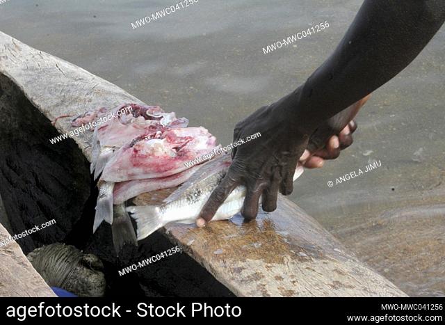 A man is seen handling fish at Senga Bay on the shores of Lake Malawi. The fish are sold and cooked on the beach by revellers. Salima, Malawi