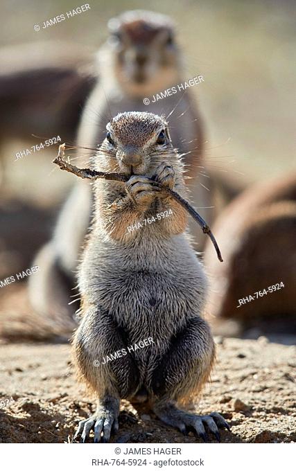 Cape ground squirrel (Xerus inauris) eating, Kgalagadi Transfrontier Park, South Africa, Africa