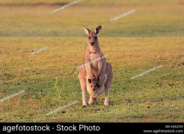 Eastern giant grey kangaroo (Macropus giganteus), adult, female, mother with young, in pouch, on grassland, social behaviour, Maloney Beach, New South Wales
