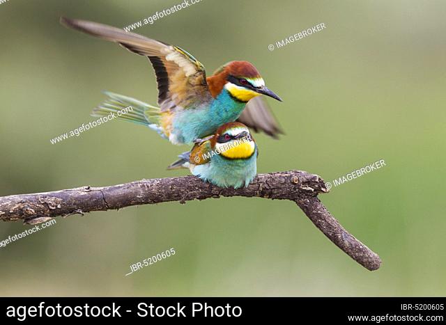 Bee-eater, Romania (Merops apiaster)