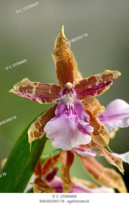 Miltonia orchid (Miltonia spec.), flower