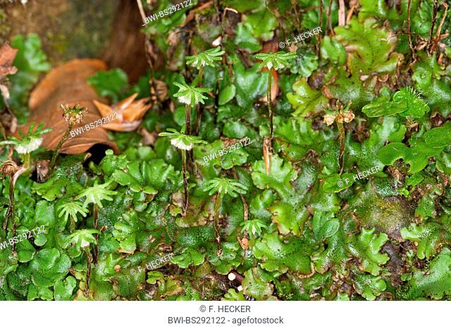 liverwort (Marchantia polymorpha), with female umbrellas, Germany