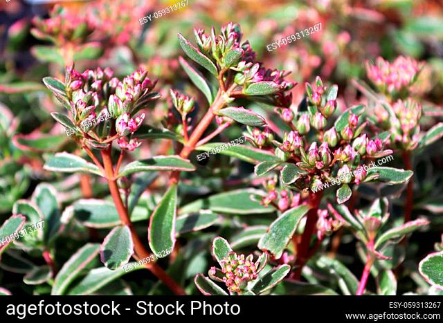 Tiny pink buds on a variegated sedum plant