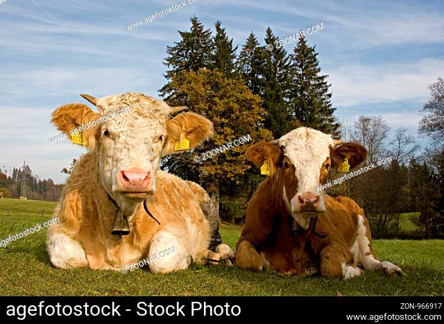Die zwei kleine Rinder geniessen die letzten Strahlen der warmen Herbstsonne