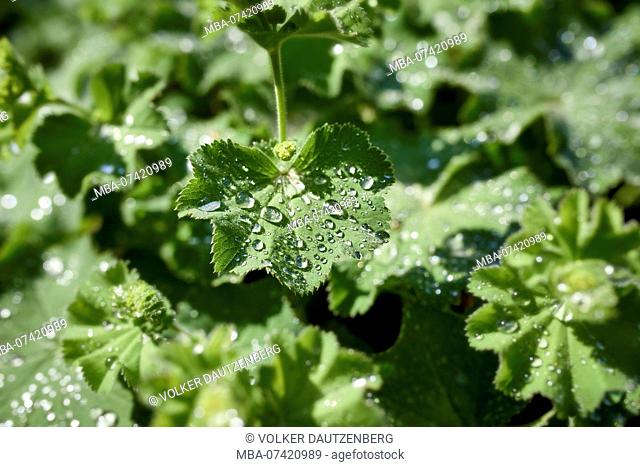 Lady's mantle with guttation