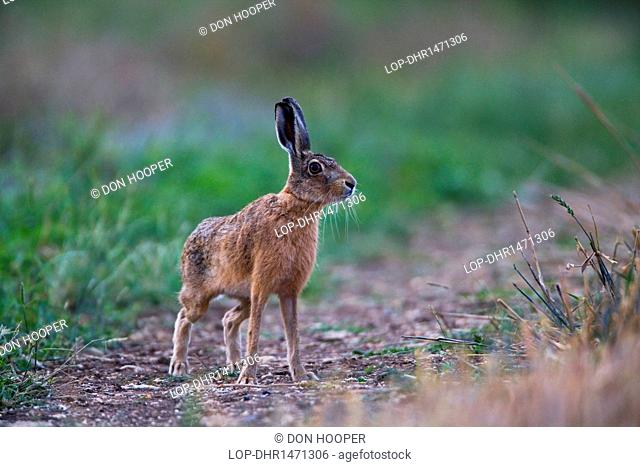 England, Somerset, Marksbury. A Brown Hare in a field