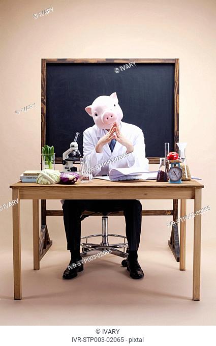 Pig Head Nutritionist In Front Of Blackboard