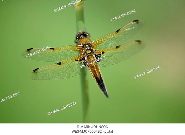 Four-spotted chaser, Libellula quadrimaculata, in front of green background