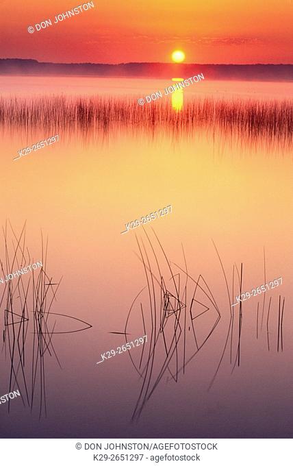 Lake Mindemoya with reed bed at sunrise, Mindemoya/Spring Bay, Ontario, Canada