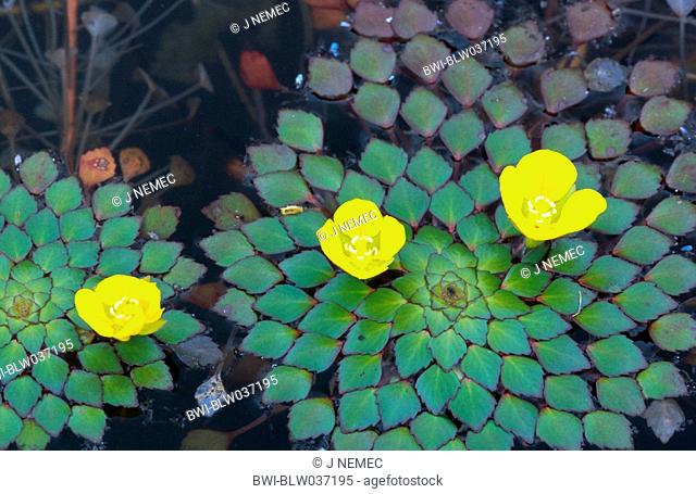 mosaic plant Ludwigia sedoides, floating plants, Thailand