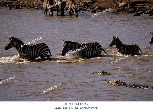 Common Zebra crossing Mara River with Nile Crocodiles, Maasai Mara Reserve, Kenya