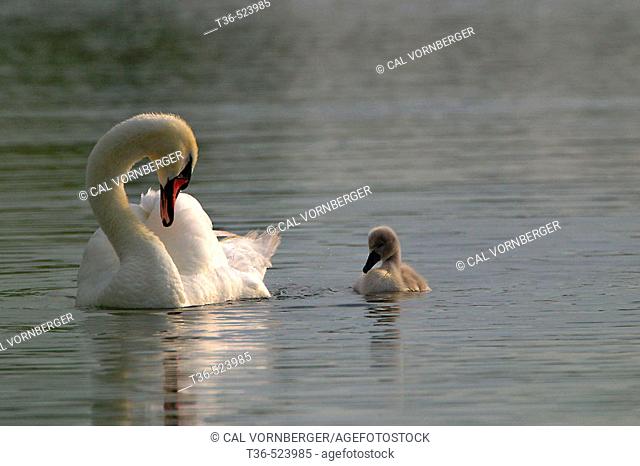 Mute Swan (Cygnus olor) gazing at her cygnet in the West Pond at Jamaica Bay National Wildlife Refuge at dawn. USA