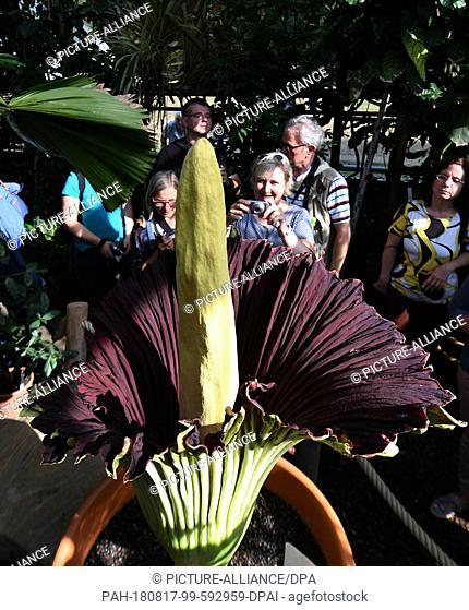 17 August 2018, Germany, Dortmund: Visitors stand at the titanium root (Amorphophallus titanum) in the Botanical Garden. This exotic plant blooms for only three...