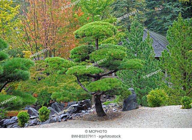 black pine, lodgepole pine, shore pine (Pinus contorta), topiary