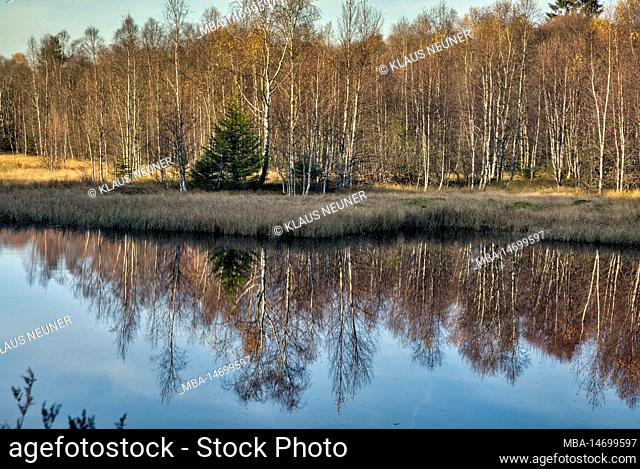 Red moor, moor lake, birch forest, UNESCO Biosphere Reserve Rhön, autumn, landscape, nature, Gersfeld, Hesse, Germany
