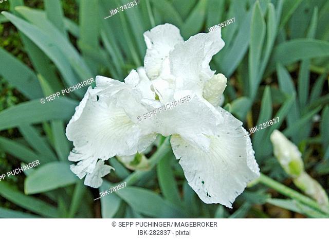 Iris, pictured during rain in Sissinghurst garden, Sissinghurst, Great Britain