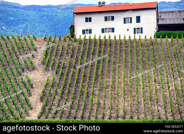 'La cave de Geneve' wine region, farm in vineyards, end of May, Russin, Geneva, canton Geneva, Switzerland, Europe