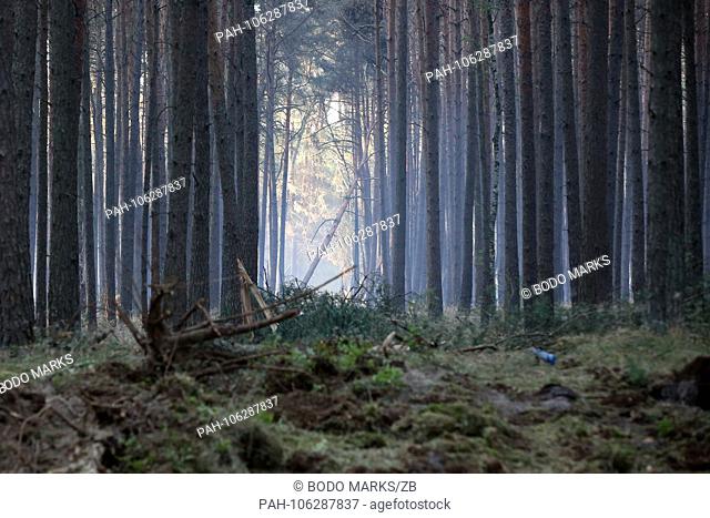 05.07.2018, Mecklenburg-Western Pomerania, Gross Laasch: Cinder nests smolder between the trees during a forest fire near Ludwigslust