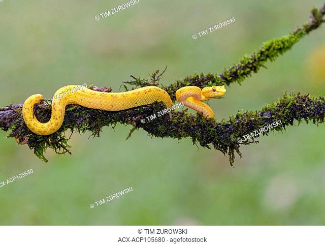 Yellow eyelash pit viper, Bothriechis schlegelii, Costa Rica