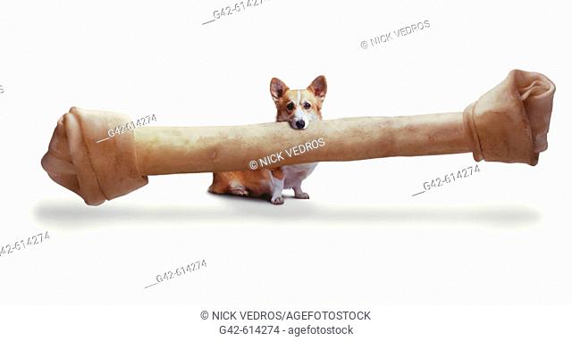 Small dog with very large bone