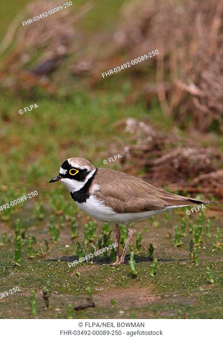 Little Ringed Plover Charadrius dubius curonicus adult, summer plumage, standing on mudflats, Beidaihe, Hebei, China, may