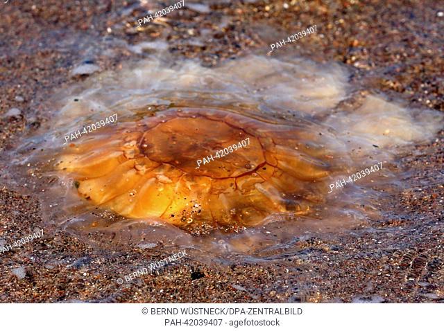 A lion's mane jellyfish sits on a Baltic Sea beach near Rostock-Warnemuende, Germany, 26 August 2013. The jellyfish cause skin irritations when touched
