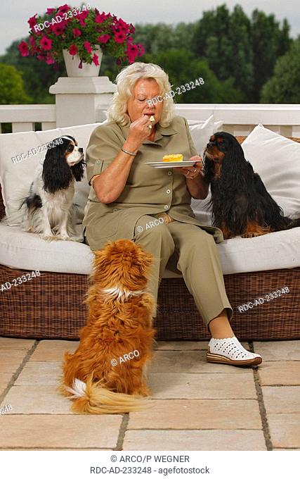Woman with Mixed Breed Dog and Cavalier King Charles Spaniel, tricolour and black-and-tan, eating cake