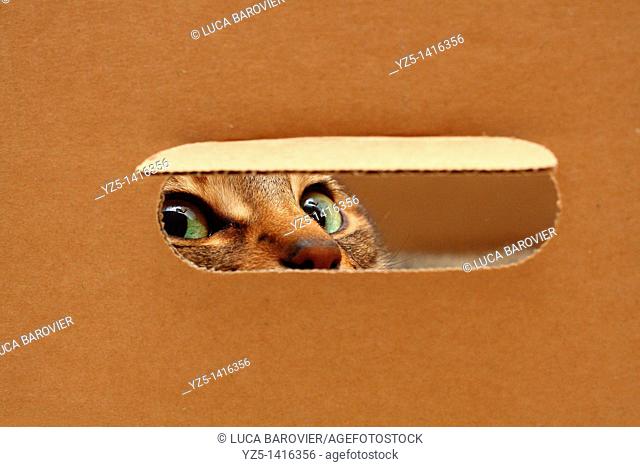Cat looking through a hole in a box