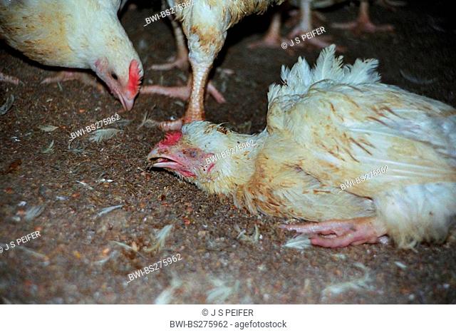 domestic fowl Gallus gallus f. domestica, broiler chickens jammed together in a hen house in desolate state. In the foreground one of many birds dying during...