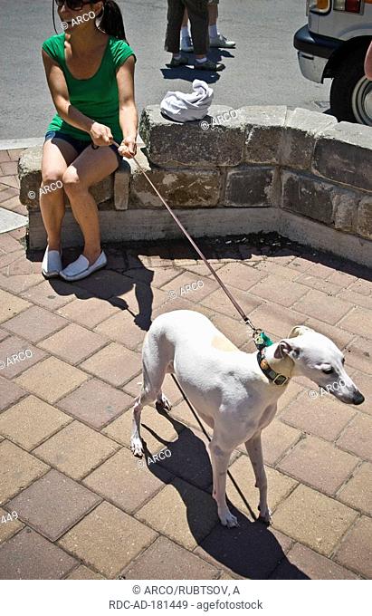 Woman with Greyhound on leash