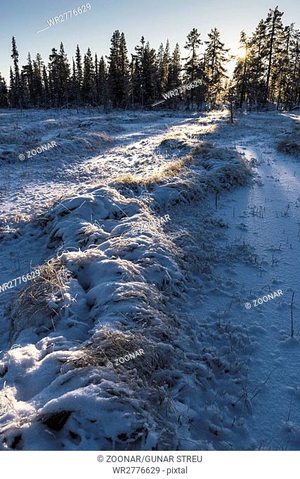 Winter landscape, Lapland, Sweden