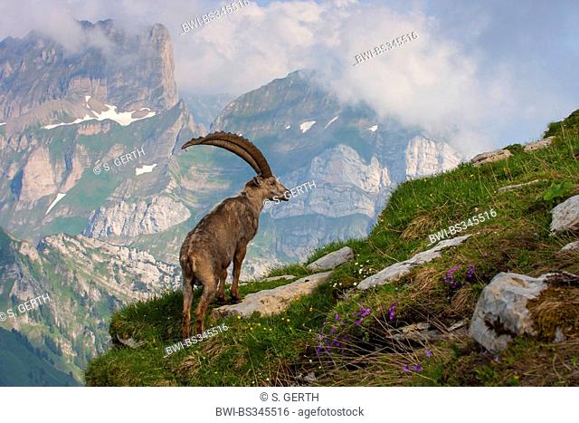 Alpine ibex (Capra ibex, Capra ibex ibex), male on the lookout, Switzerland, Toggenburg, Chaeserrugg