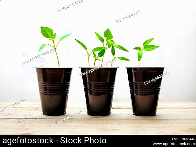 Small green sprouts. Plants in plastic cups on wooden table. Concept of environmental protection