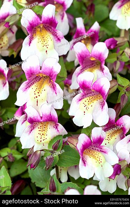Mimulus naiandinus a summer flowering plant with a purple pink summertime flower commonly known as Chilean monkey flower, stock photo image