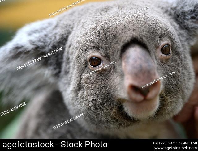 23 May 2022, Saxony, Dresden: The female koala ""Sydney"" sits on the arms of an animal keeper during a media appointment at Dresden Zoo