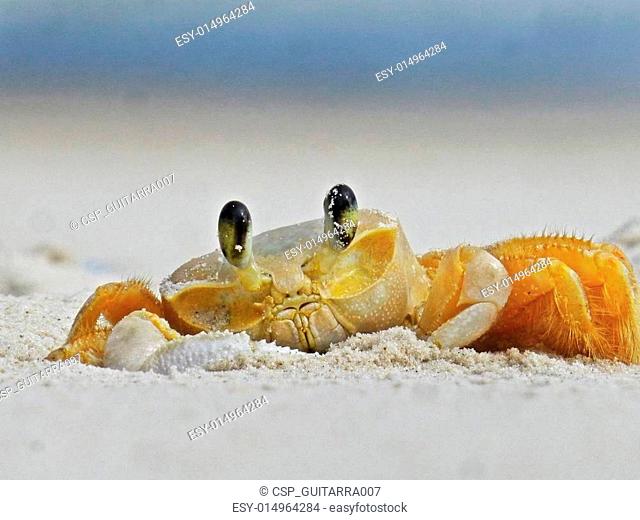 crab cangrejo