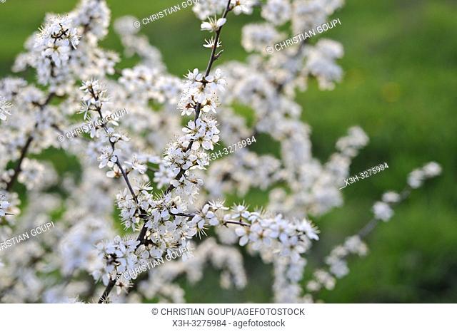 blackthorn shrub (Prunus spinosa), Eure-et-Loir department, Centre-Val de Loire region, France, Europe