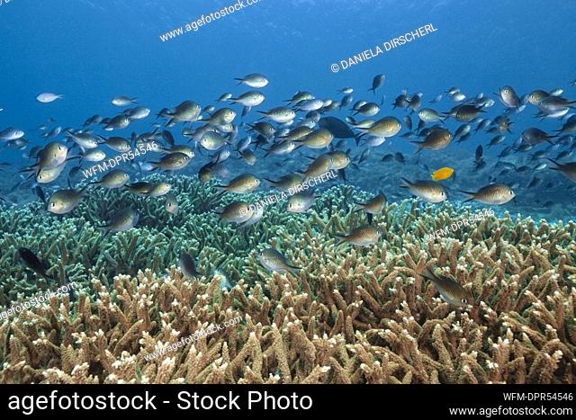 Ternate Chromis over Reef, Chromis ternatensis, Raja Ampat, West Papua, Indonesia